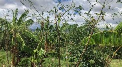 El municipio más afectado con las primeras precipitaciones es Ábrego, debido a las granizadas.
