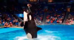 video orca