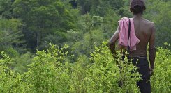 Vuelve la pesadilla de la aspersión sobre los cultivos de uso ilícito en la zona del Catatumbo.