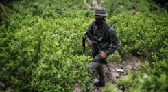 Negocio de la coca colombiana movería más que las remesas y las exportaciones de petróleo