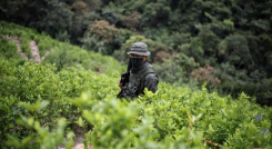 Un militar en medio de un sembradío de hoja de coca.