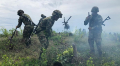La erradicación forzada que adelanta la Fuerza Pública.