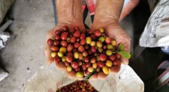 Producción de café en Colombia es la mayor en tres décadas
