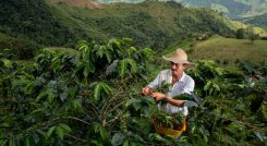 El café, motor productivo de más de 17.000 familias de Norte de Santander