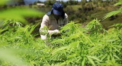 Cannabis