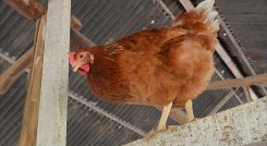 Gallina. Foto La Opinión