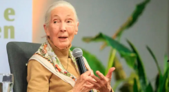 Jane Goodall 