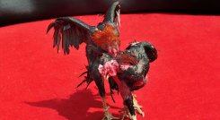 PELEA DE GALLOS 