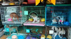 Perros comercializados o en venta