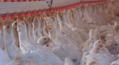 Colombia logra por primera vez exportar pollo a Japón