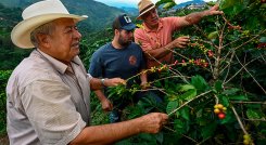 Las exportaciones de café a EE. UU. son las que más crecen./ Foto Archivo