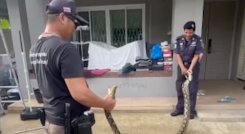 Pitón-en-tailandia.