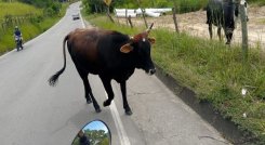 Una campaña se adelanta en Ocaña para recoger a los semovientes que deambulan sobre las vías de la ciudad.