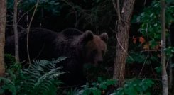 Ataque de oso