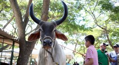 Feria Agropecuaria. / Foto Archivo