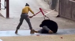 Ataque-en-oso