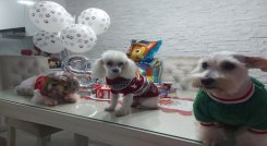 El uso de la pólvora genera pánico entre los animales. / Foto: Archivo