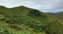 La compra de predios para declararlos reservas forestales se constituye en una alternativa para la conservación del medio ambiente.