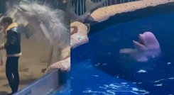 Ballena beluga apaga cigarro de visitante con chorro de agua y se vuelve viral