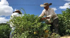 Campesinos de la zona del Catatumbo comienzan a sentir los rigores de las heladas.