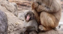 Punch, el macaco japonés que se aferraba a un peluche ya es abrazado por la manada