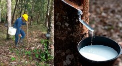 Producción de caucho. / Foto cortesía