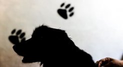 Tragedia en Estados Unidos: recién nacida murió por ataque de un perro criollo