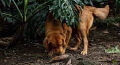 Alerta en Sabaneta por casos de perros envenenados; comunidad pide encontrar al responsable