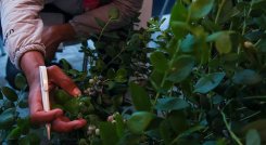 Arándanos. / Foto cortesía