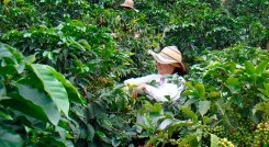 Café. / Foto Archivo