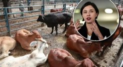 exportacion-de-ganado