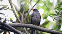 Aves