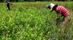 El consejero de paz del departamento propone diálogos regionales para apaciguar los ánimos en el Catatumbo.   