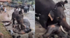 Pelea de elefantes en India deja turista muerta.