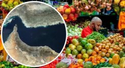 FAO ALIMENTOS 