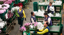 Flores de exportación Colombia.