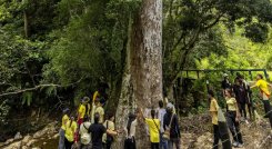 Arbol caracoli. El Colombiano