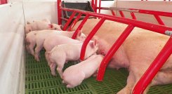 Porcicultores. / Foto: La Opinión