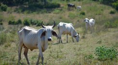 Las sequías y las altas temperaturas implican menores rendimientos agrícolas y daños en la ganadería./ Foto: Archivo