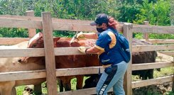 Vacunación contra la fiebre aftosa. / Foto: Cortesía