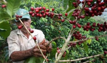 El café colombiano