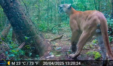 Registros de puma concolor, uno de los grandes felinos que habitan en el Bosque Seco Tropical Pozo Azul, constituyéndose en un indicador del buen estado de conservación de la zona./Foto cortesía Corponor