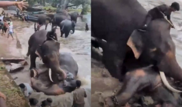 Pelea de elefantes en India deja turista muerta.
