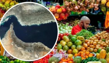 FAO ALIMENTOS 