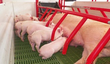 Porcicultores. / Foto: La Opinión