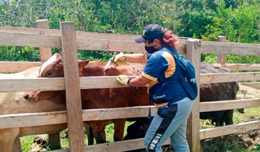Vacunación contra la fiebre aftosa. / Foto: Cortesía