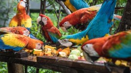 Guacamayas se alimentan en el Centro de Atención y Valoración de Corponor en El Zulia/Foto cortesía