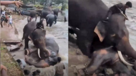 Pelea de elefantes en India deja turista muerta.