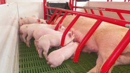Porcicultores. / Foto: La Opinión