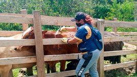 Vacunación contra la fiebre aftosa. / Foto: Cortesía